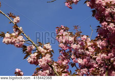 Japanese Cherry Blossoms The Nice Spring Flower