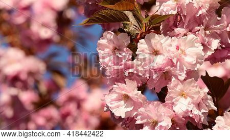 Japanese Cherry The Very Nice Pink Sprii Ng Flower Close Up