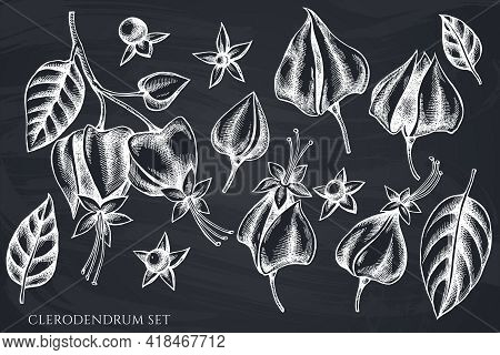 Vector Set Of Hand Drawn Chalk Clerodendrum Stock Illustration