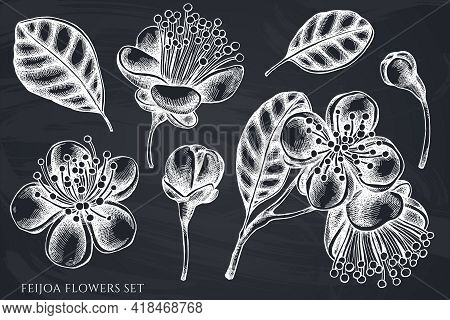 Vector Set Of Hand Drawn Chalk Feijoa Flowers Stock Illustration