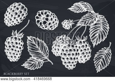 Vector Set Of Hand Drawn Chalk Blackberry Stock Illustration