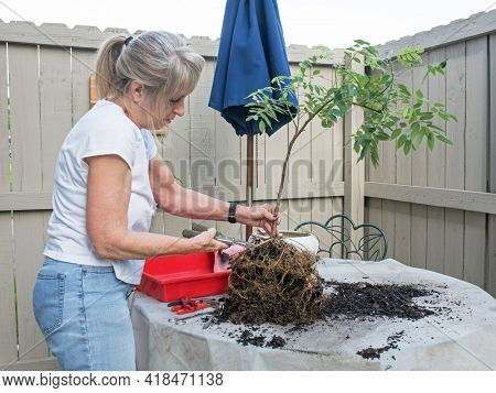 Senior Woman Creating A Wisteria Bonsai Tree