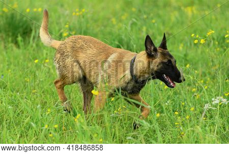 Malinois Dog With Green Collar Is Walking In Grass.