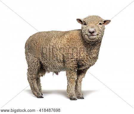 Southdown sheep, Babydoll, smiling sheep, isolated on white