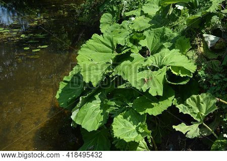Inflorescences Of Butterbur, Pestilence Wort, Petasites Hybridus