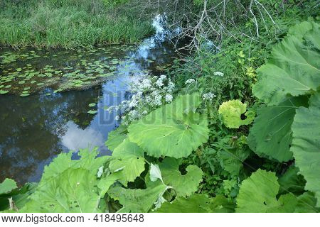 Inflorescences Of Butterbur, Pestilence Wort, Petasites Hybridus