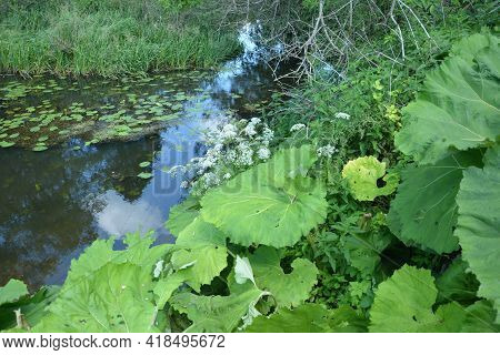 Inflorescences Of Butterbur, Pestilence Wort, Petasites Hybridus
