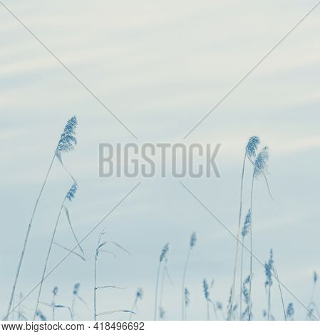 Dry Grass Reeds Against Sky, Natural Abstract Background. Environment, Peace Of Mind Away From City 