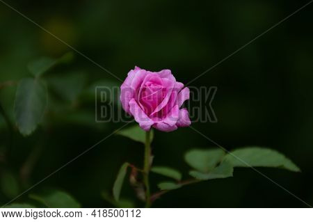 Selective Focus On A Single Pink Rose That Is In Partial Bloom In The Garden At Mangalore In Karnata