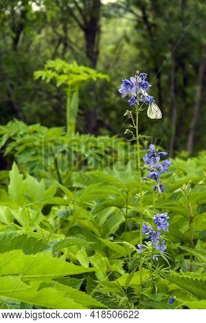 Delicate Flowers Cyanosis Blue, Polemonium Caeruleum, Western Siberia, Kuzbass