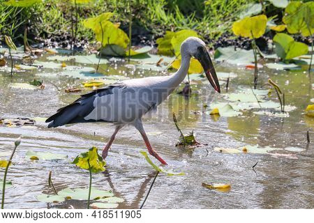 Asian Openbill Or Asian Openbill Stork Is A Large Wading Bird In The Stork Family Ciconiidae.