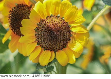 Sunflower With Green Bud Sunflower Blossom - Healthy Lifestyles, Ecology, Organic Farming, Smallhold