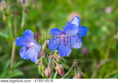 Meadow Geranium Flowers, Geranium Pratense, Selective Focus