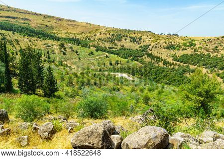 View Of Landscape Of The Eshkol Forest, Northern Israel