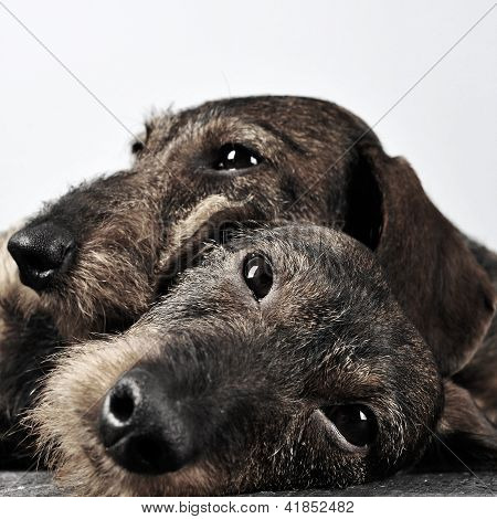 2 Dachshunds