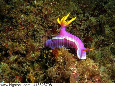 A Hypselodoris Apolegma Nudibranch On Corals Boracay Philippines