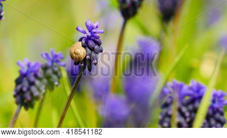 Muscari Neglectum In Spring, Blue Flowers And Snail