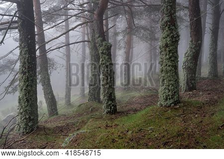 Mysterious Enchanted Forest Landscape With Moss Covered Trees And Heavy Fog. Morcuera Madrid Spain.