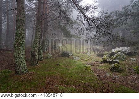 Mysterious Enchanted Forest Landscape, Clearing In The Forest With Light Coming From The Sky. Morcue