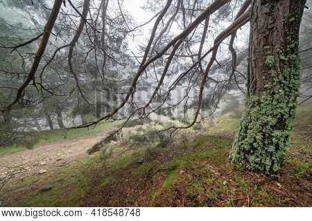 Branches Of Large Trees Pointing To The Ground In A Forest With Heavy Fog. Morcuera Madrid.