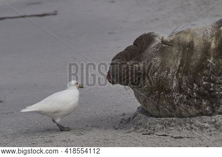 Pale-faced Sheathbill (chionis Albus) Picking Bits Of Flesh From The Battle Damaged Head Of A Male S