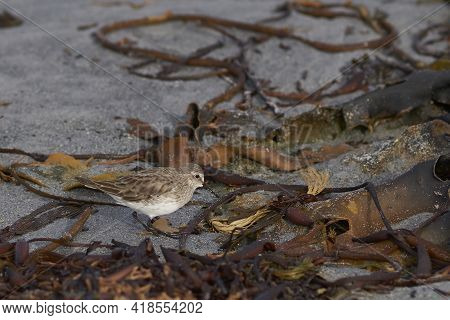White-rumped Sandpiper (calidris Fuscicollis) Feeding On The Beach Of Sea Lion Island In The Falklan