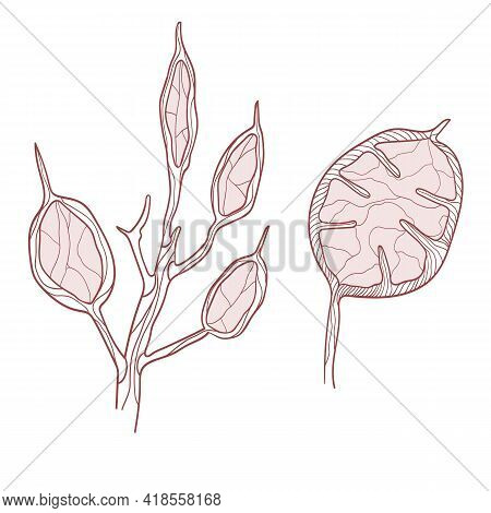 Vector Set Of Hand Drawn Pastel Lunaria
