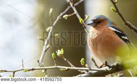 Male Common Chaffinch (fringilla Coelebs) With Puffed Up Feather Is Sitting On The Tree Branch. Song