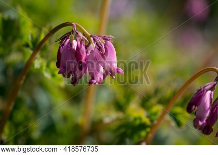 Beautiful Spring Flowers And Leaves Nature Floral Wallpaper