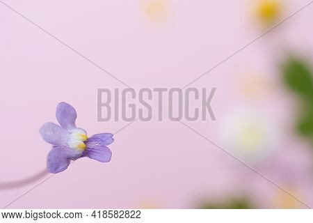 Kenilworth Ivy, Cymbalaria Muralis. Imaged With On A Pink Background