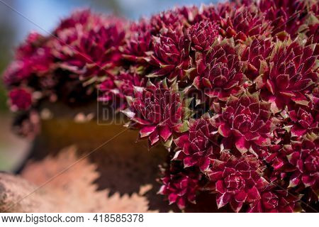 Beautiful Spring Flowers And Leaves Nature Floral Wallpaper