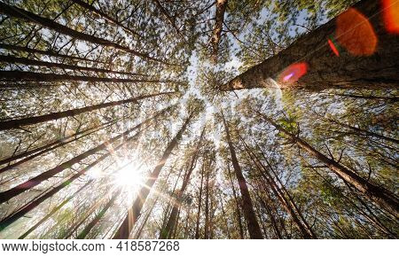 View Up Or Bottom View Of Pine Trees In forest In Sunshine. Royalty High-quality Free Stock Photo Im