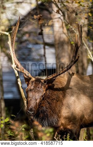 Small Tree Starts To Break From Rubbing Bull Elk In The Smokies
