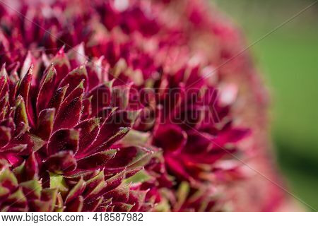 Beautiful Spring Flowers And Leaves Nature Floral Wallpaper