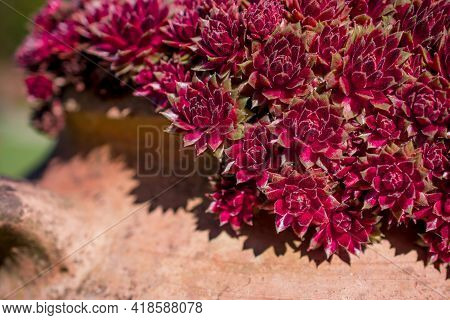Beautiful  Green  Spring Leaves  Nature Floral Wallpaper