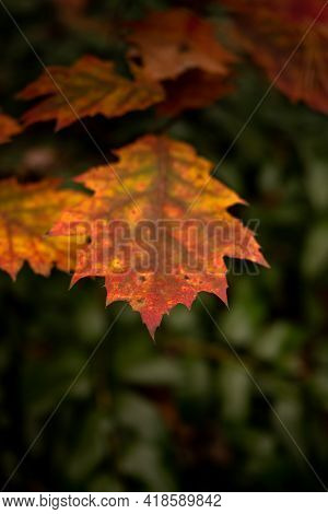 Tip Of Multicolored Leaf In Fall In Forest Along The Blue Ridge Parkway