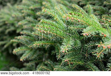 Close Up Of Young Spruce Tree Branches. Shallow Depth Of Field, Focused On Foreground.