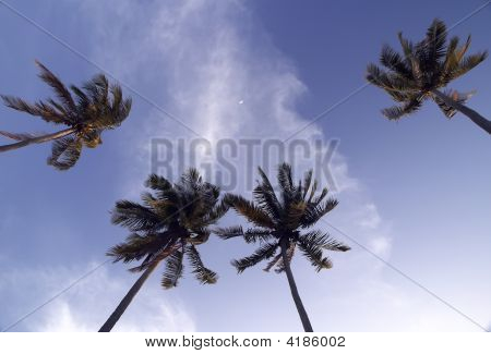 Palmen