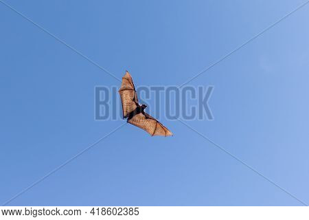 Flying Fox With Wings Spread And A Blue Background