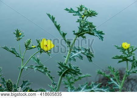 Bermuda Thistle, Bird-in-the-bush, Brahmadanti, Cardo Santo, Caruancho, Chadron, Flowering Thistle, 