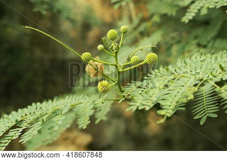 Leucocephala Belongs To The Leguminosae From Fabaceae Family And The Leaf Essential Oil And Its Anti