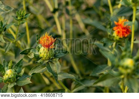 Natural Yellow Red Green Color Plants Safflower Flower Also Is A Oil Seed And So Many Names Called D
