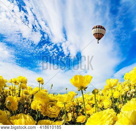  Yellow garden buttercups in a kibbutz field. Huge multicolored hot air balloon flies over a field of flowers. Israel. Wonderful trip for spring beauty. Light cirrus clouds fly in the blue sky