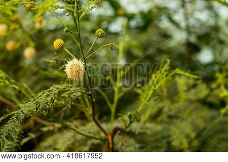 The Leucaena Leucocephala Or Commonly Known As Leucaena, Leaf Tree, Or White Tamarind Is A Fast-grow