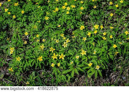 Many Delicate Yellow Flowers Of Ranunculus Repens Plant Commonly Known As The Creeping Buttercup, Cr