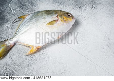 Fresh Raw Fish Pompano On Kitchen Table. White Background. Top View. Copy Space