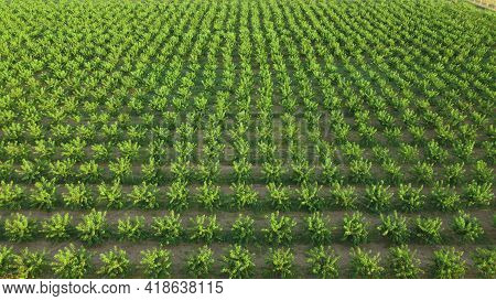 Agriculture. Rows Of Trees Grow. Orchard. The Aerial View On Orchard Of Trees.
