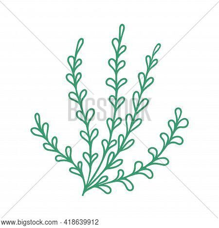 Graceful Green Twig. Contour Leaves. Vector Isolated Element. Garden Plant.