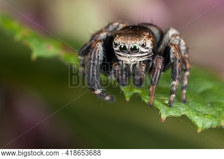 Jumping Spider On The Leaf Edge Ready To Jump Down