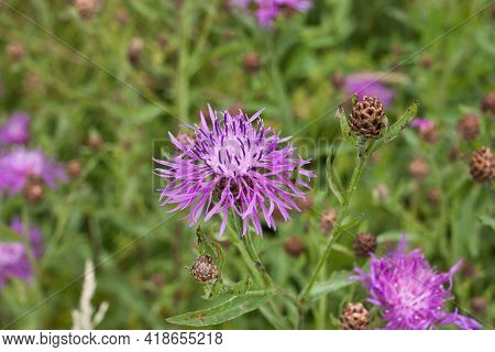 Meadow Cornflower (centaurea Jacea). Lilac Pink Flower On Green Grass Background